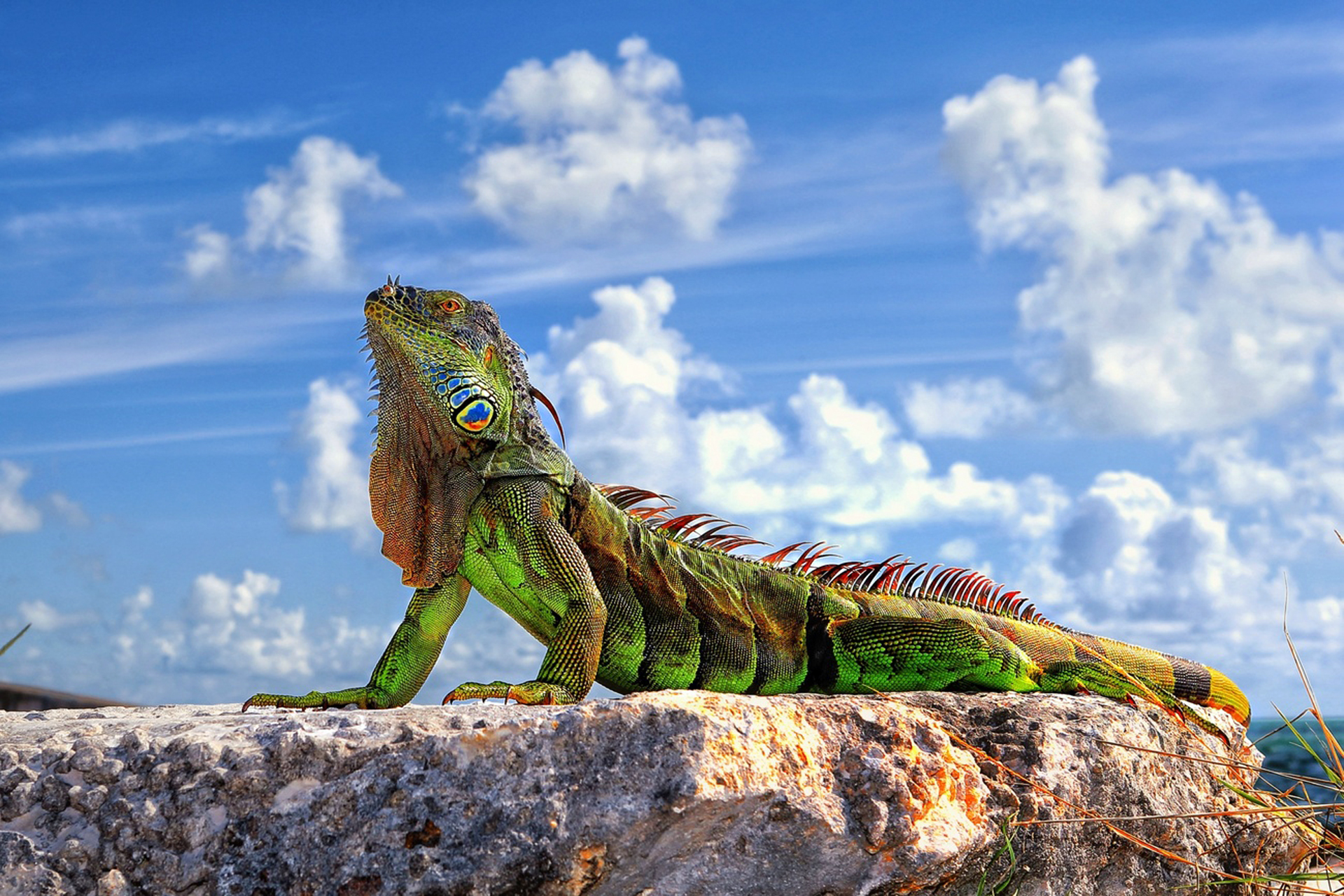 iguana berkembang biak dengan cara